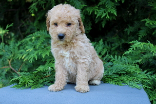 puppy, for, sale, Mini Golden Doodle F1, Matthew B. Stoltzfus, dog, breeder, Gap, PA, dog-breeder, puppy-for-sale, forsale, nearby, find, puppyfind, locator, puppylocator, aca